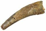 Fossil Pterosaur (Siroccopteryx) Tooth - Morocco #359998-1